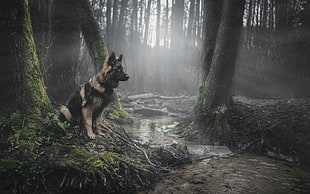 adult brown and black German Shepherd, animals, dog, forest, German Shepherd HD wallpaper