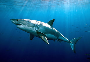 under water photo of great white shark