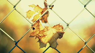 brown maple leaf on gray steel fence