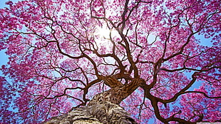 cherry blossom tree, nature, oak trees, clear sky HD wallpaper