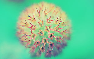 macro photography of green and pink flower HD wallpaper