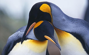 two black-and-yellow penguins