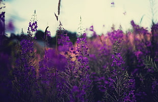purple petaled flowers, plants, lavender, flowers, purple flowers