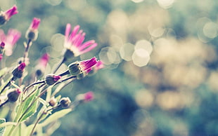 bokeh photography with purple petaled flowers
