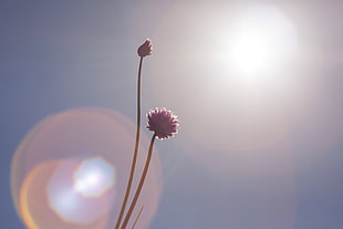 photo of purple chives flower under blue sky, flowers