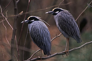 selective focus and wildlife photography of two gray-and-black long beak birds, wading birds