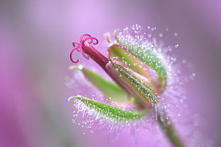 macro photography of green petal flower, geranium, cranesbill, madeiran