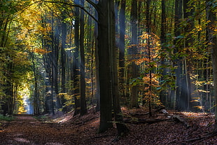 forest trees HD wallpaper, nature, landscape, fairy tale, forest