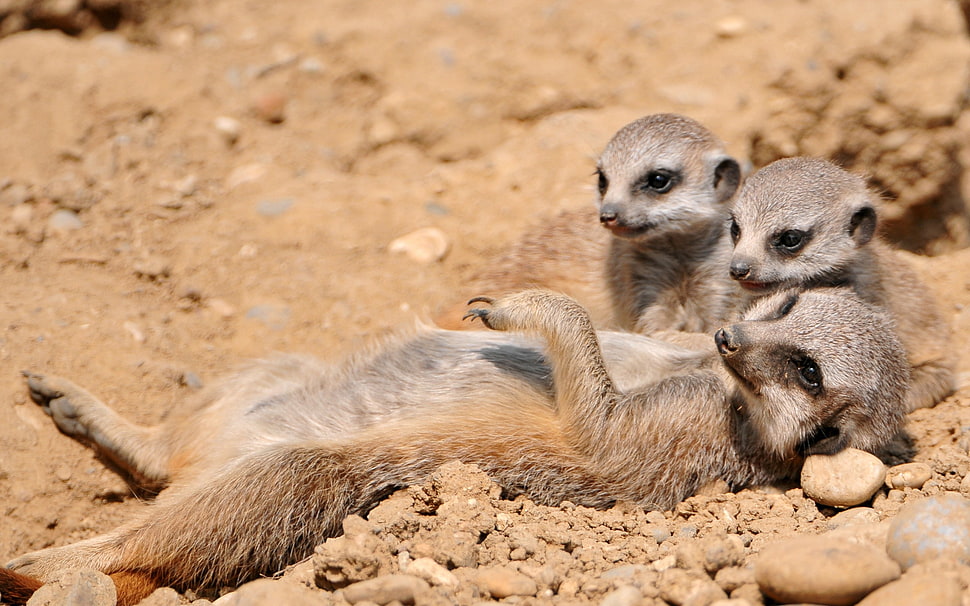 three brown and gray Meerkat leaning on soil HD wallpaper