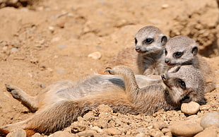 three brown and gray Meerkat leaning on soil