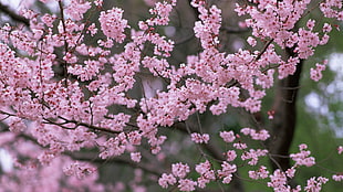 still life photo of pink petal tree