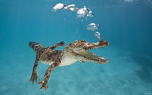 brown crocodile, underwater, crocodiles, reptiles, bubbles HD wallpaper