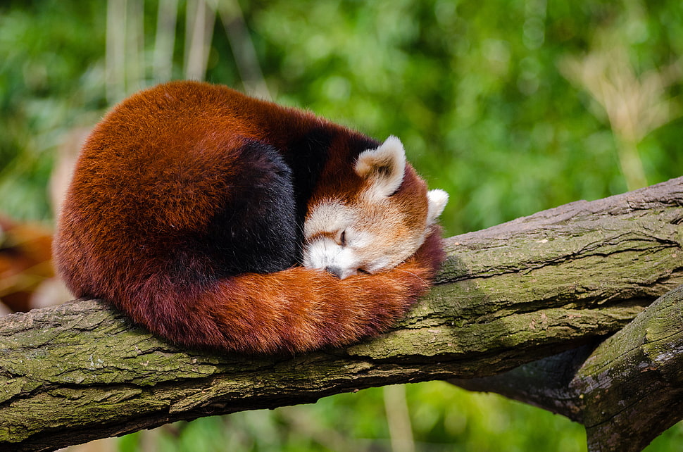 selective focus photography of red panda on top of tree branch HD wallpaper
