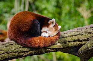 selective focus photography of red panda on top of tree branch