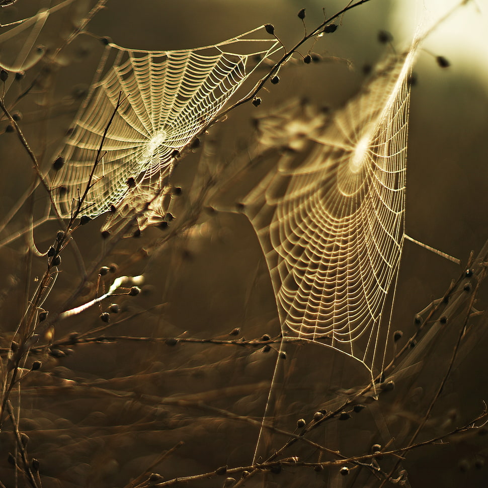 Two spiderweb during daytime HD wallpaper