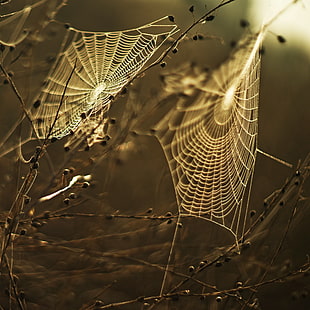 Two spiderweb during daytime