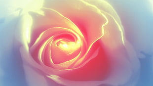 pink rose closeup photo