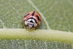 orange and black Ladybug on green leaf HD wallpaper