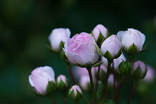 pink rose flower, plants, rose, macro