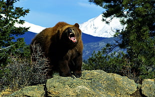 Grizzly bear on rock at daytime HD wallpaper