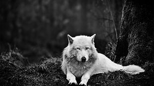 wolf, wolf, animals, monochrome HD wallpaper