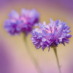 purple-petaled flowers close up photo