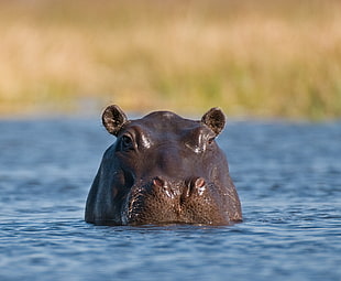 Hippopotamus during day time HD wallpaper