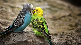 blue and green budgerigars, birds, lovebirds, animals HD wallpaper
