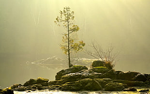 tree on rock nearby body of water digital wallpaper HD wallpaper
