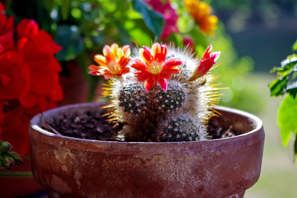 selective focus photography of green and red cactus in brown pot HD wallpaper