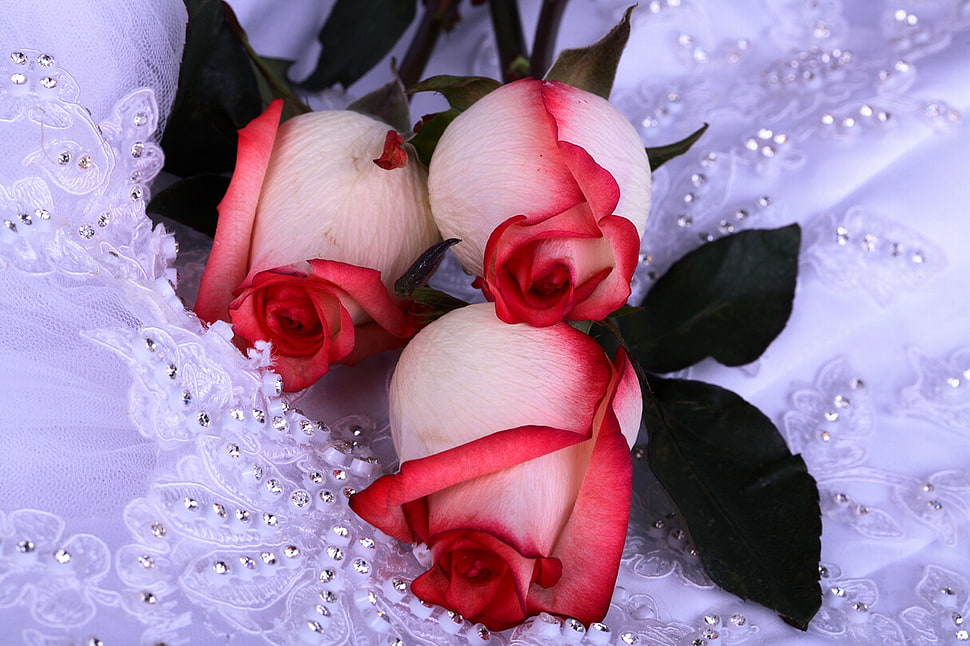 three red Roses flowers HD wallpaper