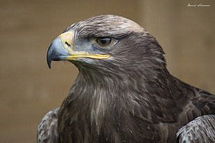 close up photo of gray hawk, falcon