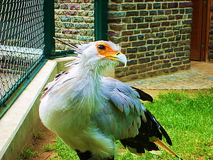 closeup photography of Secretary bird