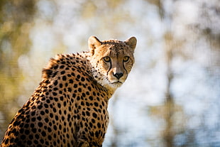 selective focus photography of cheetah
