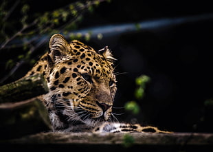 low light photography of cheetah