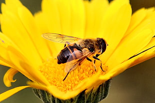 honey bee on flower HD wallpaper