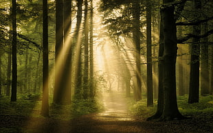 forest illustration, landscape, nature, forest, sun rays HD wallpaper