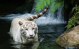 white tiger, tiger, animals, ferns, water HD wallpaper