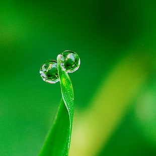 macro photography of dew drops, mantis HD wallpaper
