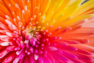 closeup photo of pink and orange gerbera daisy HD wallpaper