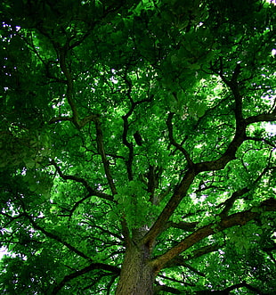 green and brown tree branch, trees, nature, branch, green