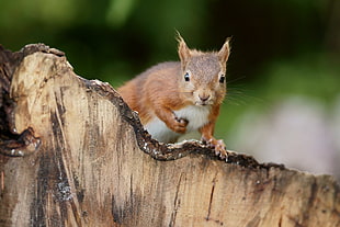 squirrel on wood trunk