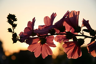 macro photography of pink flowers during sunsert HD wallpaper