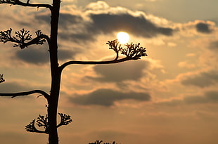 silhouette of tree, sunset, landscape, nature, plants