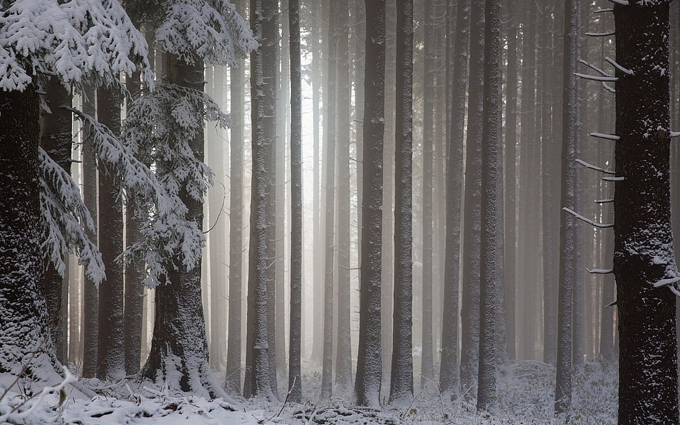 tree trunk, snow, forest, landscape, winter HD wallpaper