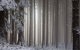 tree trunk, snow, forest, landscape, winter