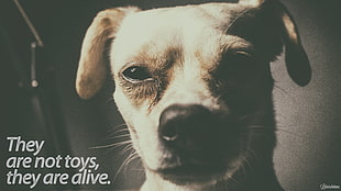 adult brown Chihuahua with text overlay, dog, black, white, sepia