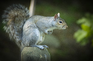 brown squirrel standing on wooden surface