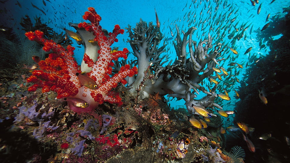 red and gray coral reef, underwater, fish HD wallpaper