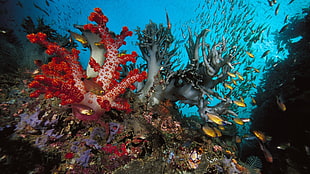 red and gray coral reef, underwater, fish